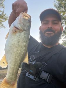 Largemouth Bass