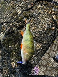 European Perch