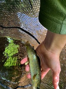 Brown Trout