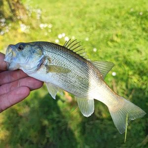 Largemouth Bass