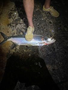 Tarpon