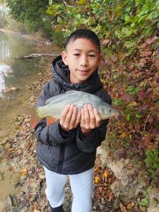 Common Carp