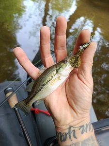 Largemouth Bass