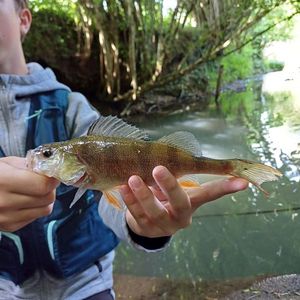 European Perch