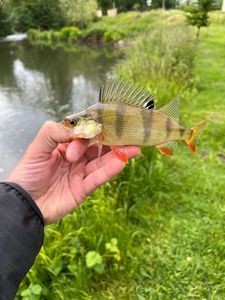 European Perch