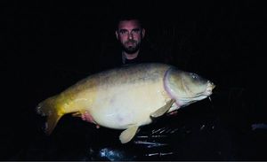 Mirror Carp