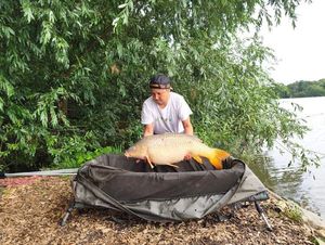 Common Carp