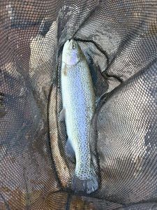 Rainbow Trout