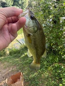 Largemouth Bass