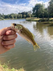 Largemouth Bass