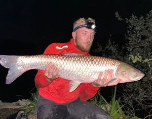 Grass Carp