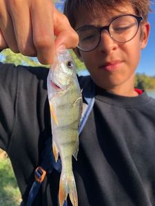 European Perch