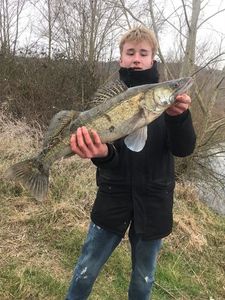 Zander