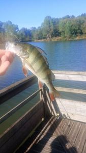 European Perch