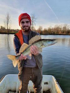 Zander