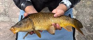 Common Carp