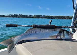 European Bass (Seabass)
