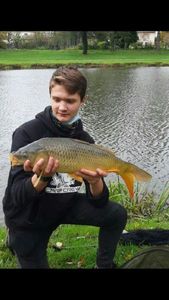 Common Carp
