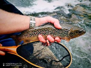 Brown Trout