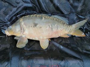 Mirror Carp