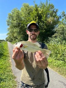 Largemouth Bass