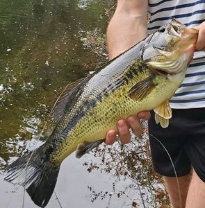 Largemouth Bass