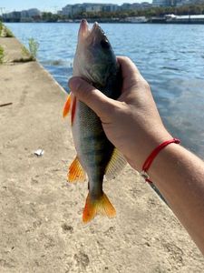 European Perch