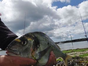Gilthead Seabream