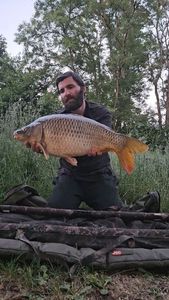 Common Carp