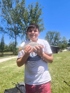 Mirror Carp