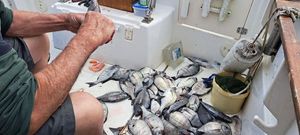 Black Seabream