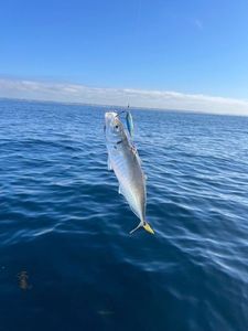 Mediterranean Horse Mackerel