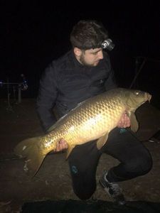 Common Carp