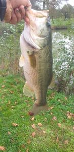 Largemouth Bass