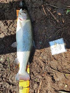 Rainbow Trout