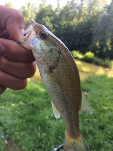 Largemouth Bass