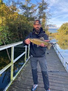 Tench