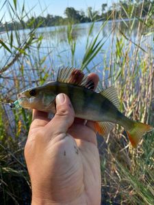 European Perch