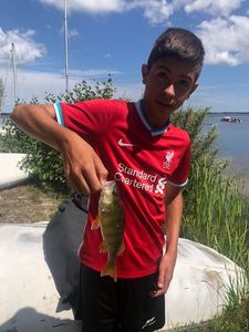 European Perch