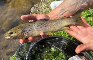 Brown Trout