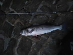 European Bass (Seabass)