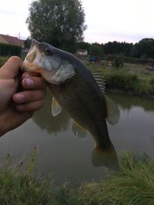 Smallmouth Bass