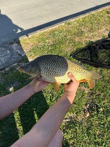 Common Carp