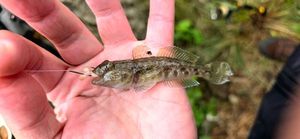 Round Goby