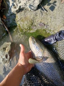 Brown Trout