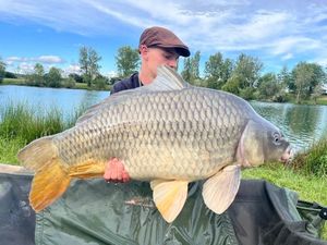 Common Carp