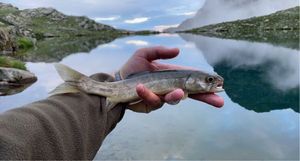 Brook Trout