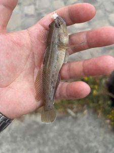 Round Goby