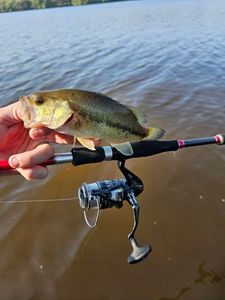 Largemouth Bass
