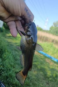 Poisson à moustache 